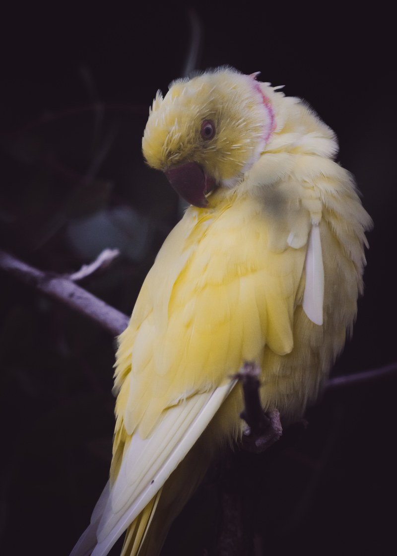 yellow bird parrot and feathers hd, 4k