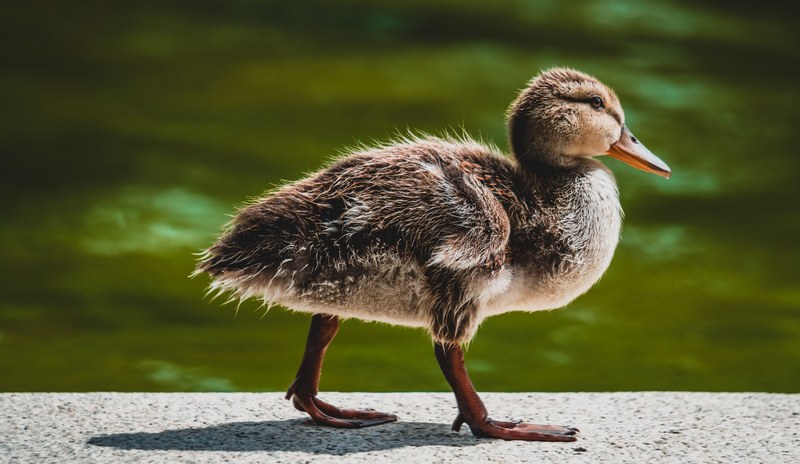 duckling 4k