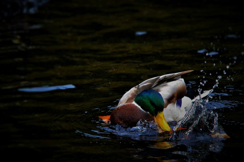 a duck eats a fish in a pond, duck eating fish 4k