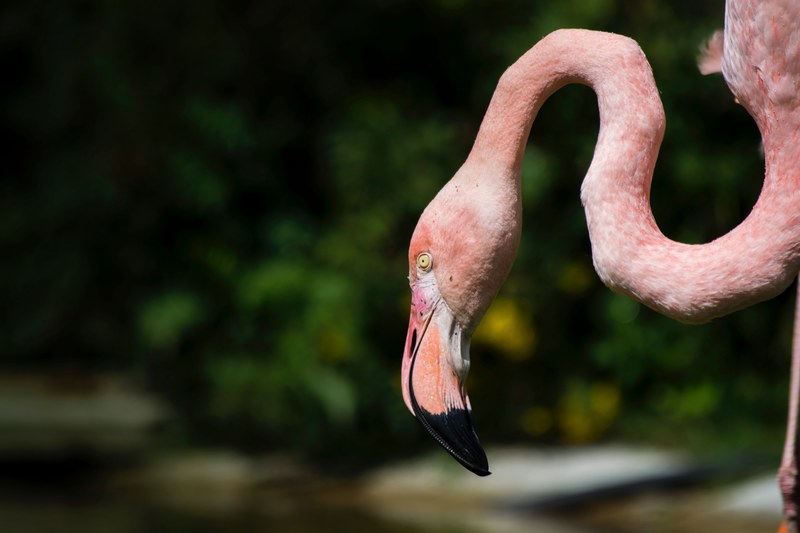 pink flamingo winds and curves its neck to feed on fish in the water, little pinky 4k
