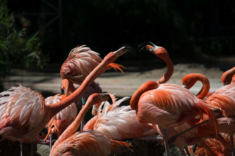 flamingos 4k