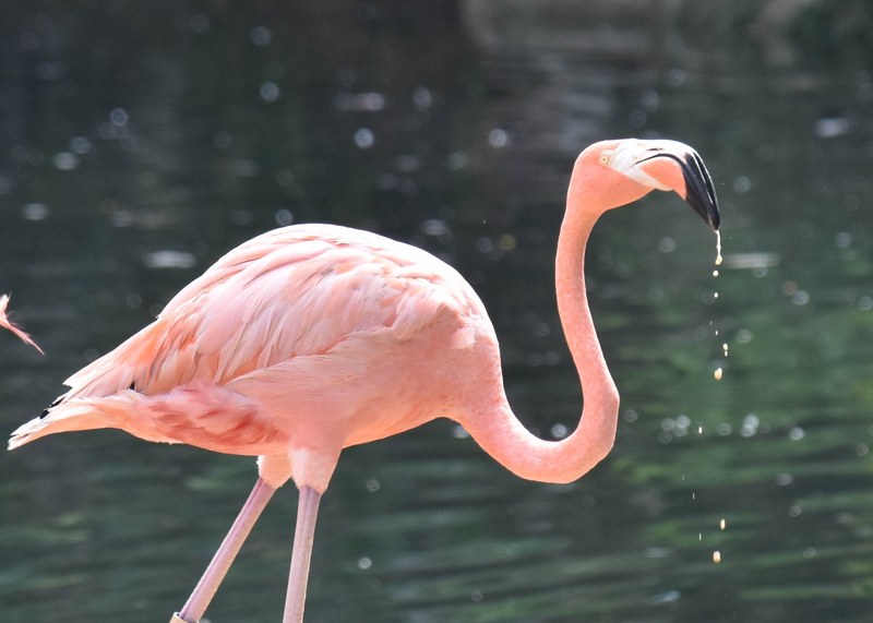 pelican pink bird and feathers 4k
