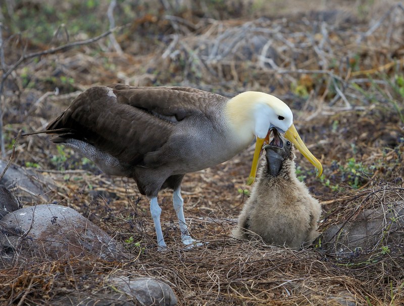 waved albatross feeding its chick 4k