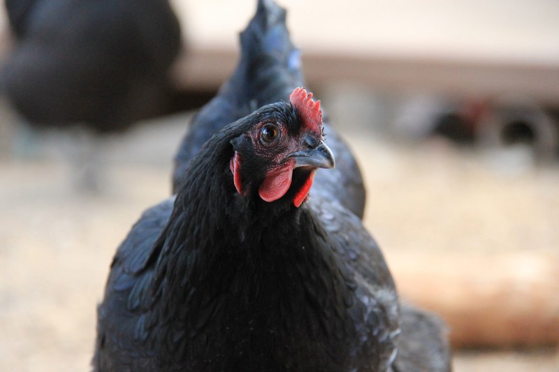 macro rooster farm life and farm 4k