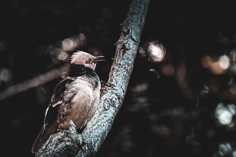 bird feathers branch and tree 4k