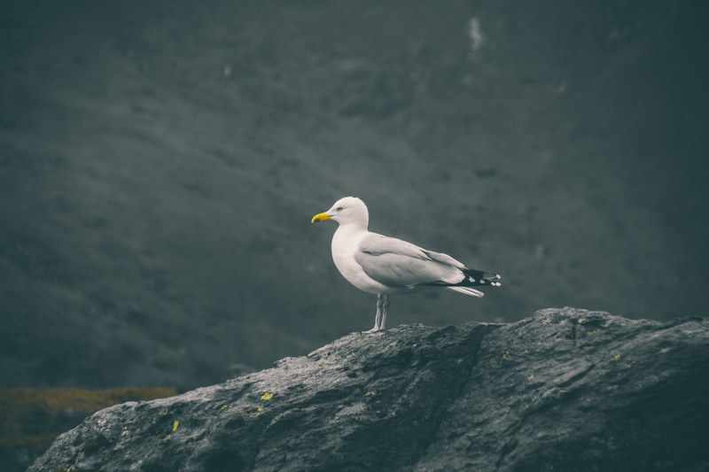 seagull sea bird gull and bird 4k