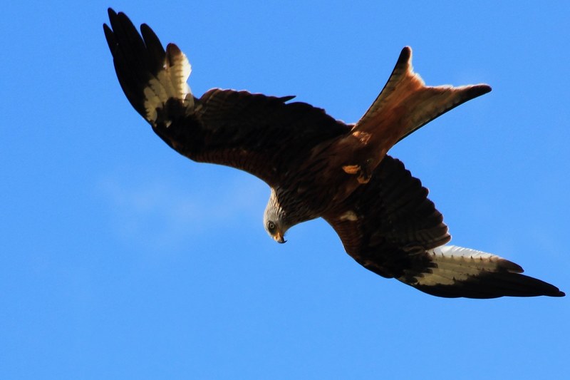 feather wing animal and bird 4k