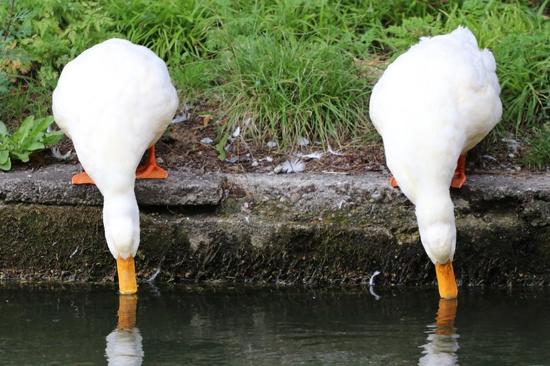 reflection beak wildlife and feather 4k