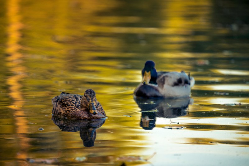 ducks on the lake in cluj romania 4k