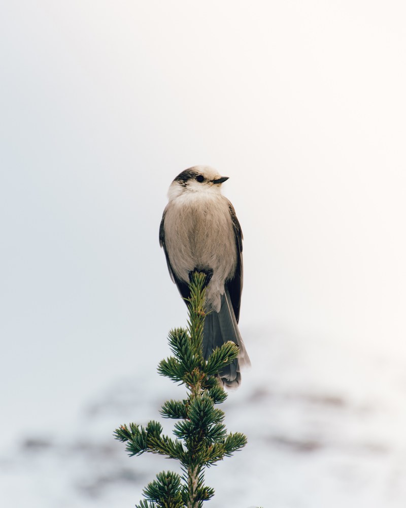 bird feathers animal and white hd, 4k