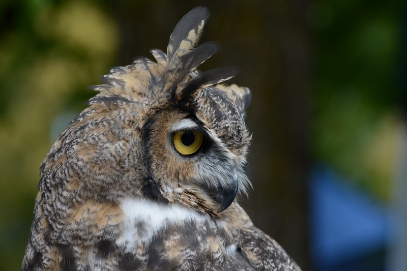 rescued great horned owl 4k