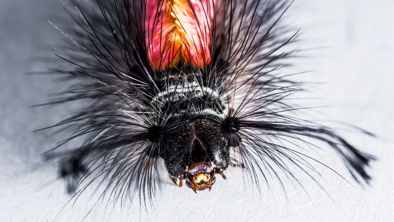 caterpillar, hairs, macro, insect, 4k