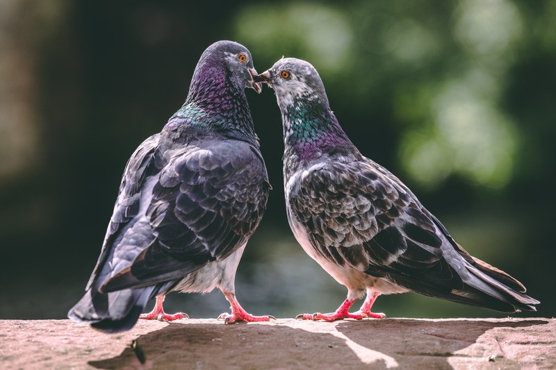 two pigeons 4k
