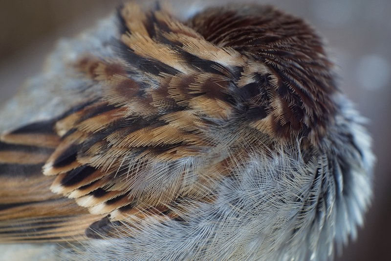 feathers bird macro and sparrow 4k