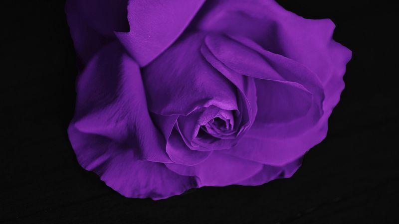 rose, bud, petals, purple, 4k