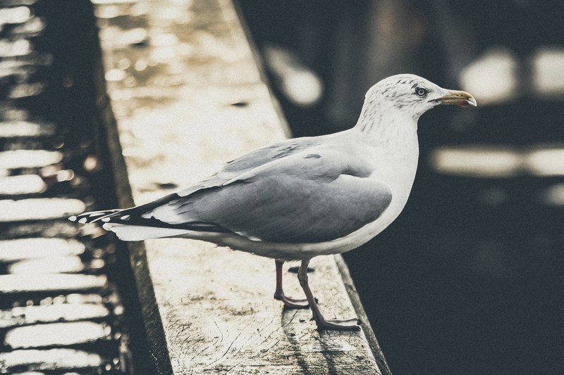 gray and white seagull balanced on a ledge, seagull on ledge 4k