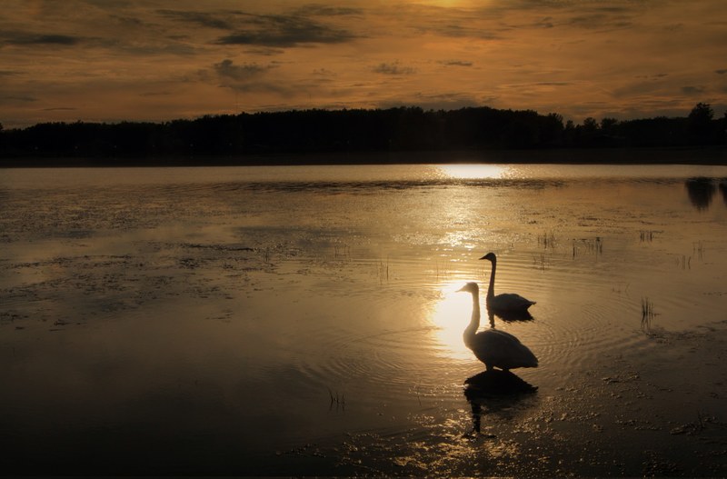 swans before dusk 4k