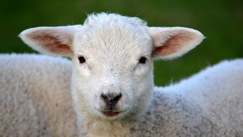 sheep, snout, eyes, curls, 4k