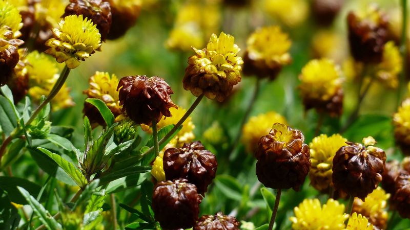 flowers, flower bed, bud, 4k