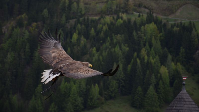 eagle, bird, flying, forest, trees, 4k