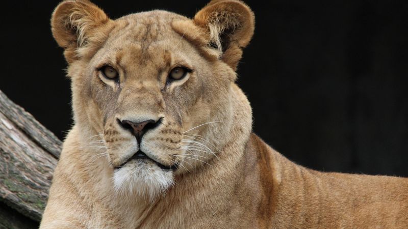 lion, young, look, 4k