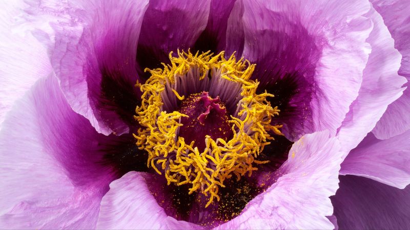 peony, flower, bud, petals, 4k