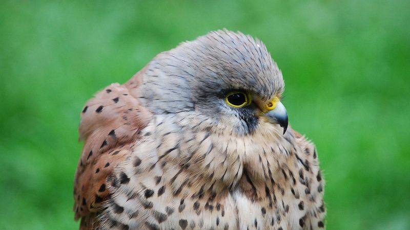 kestrel, hawk, bird, beak, predator, 4k