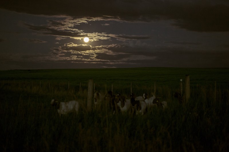 animal albertum farming and spooky 4k