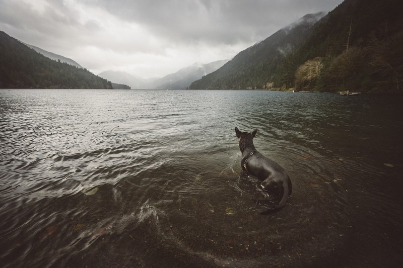 luna looking for sticks 4k