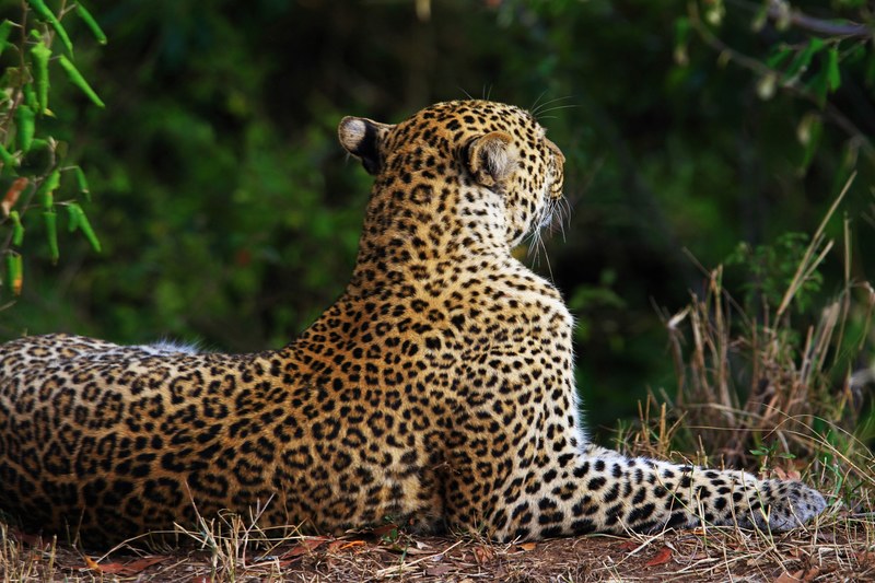 leopard spots jaguar and animal 4k