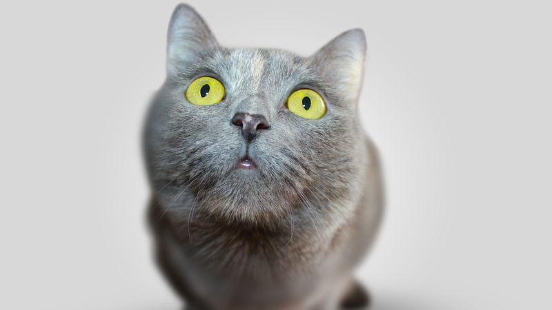 cat, face, eyes, 4k