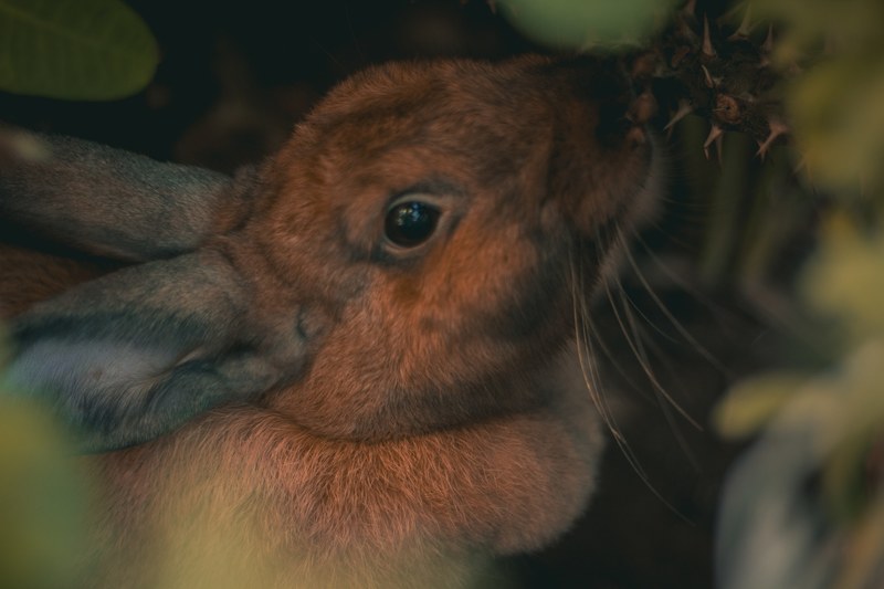 bunny rabbit rabbit sniffing and nature 4k