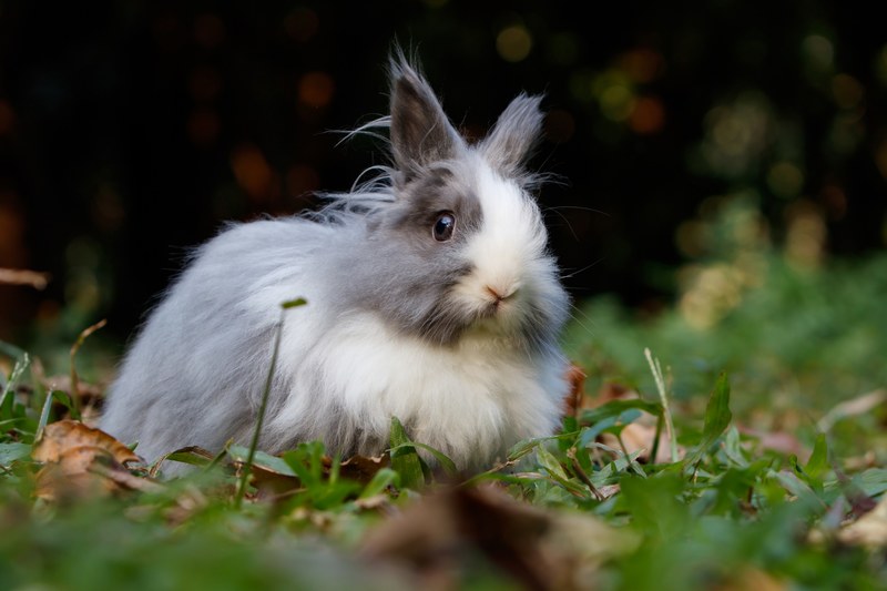 rabbit pet animal and fur 4k