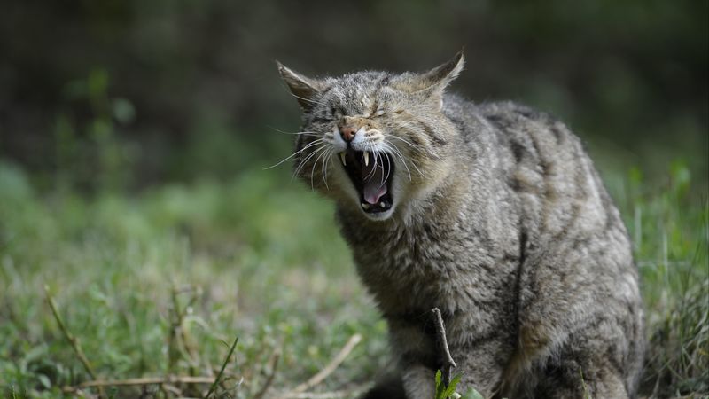 wild cat, screaming, aggression, 4k