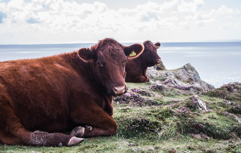 cow kynance cove cornwall and wild flower 4k