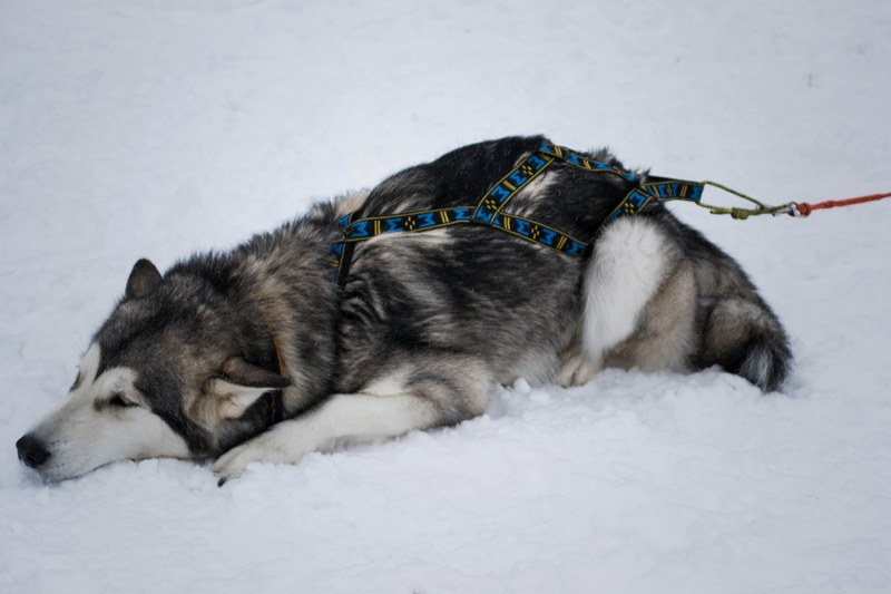 dog tired and husky 4k