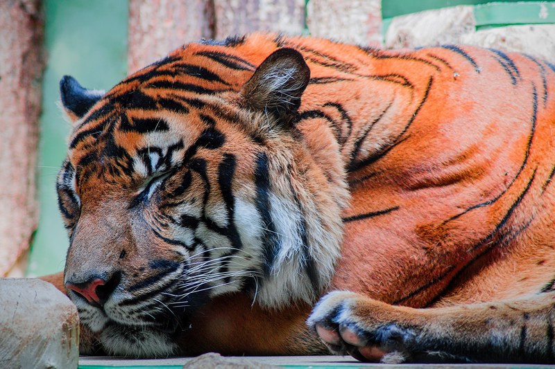 adult tiger sleeping in prague zoo, sleeping tiger up close 4k