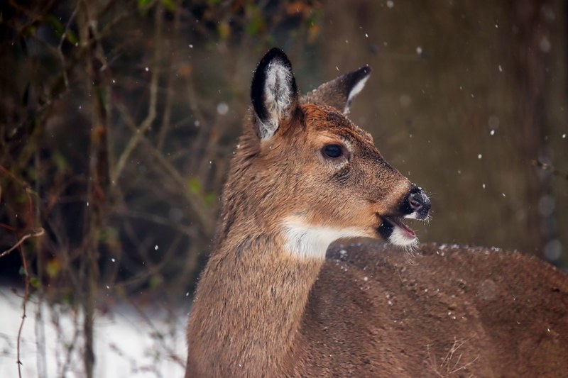 deer animal wild and wildlife 4k