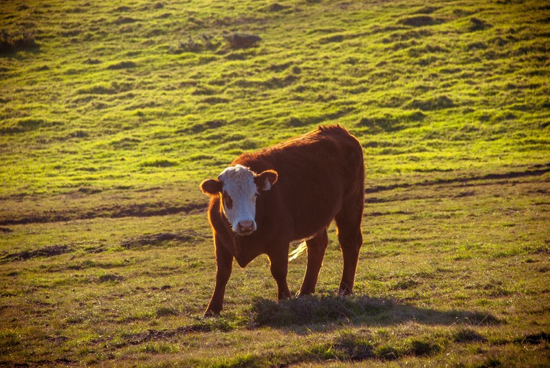 ox cattle grass and field 4k
