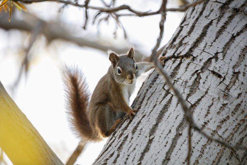squirrel animal wild animal and wild 4k