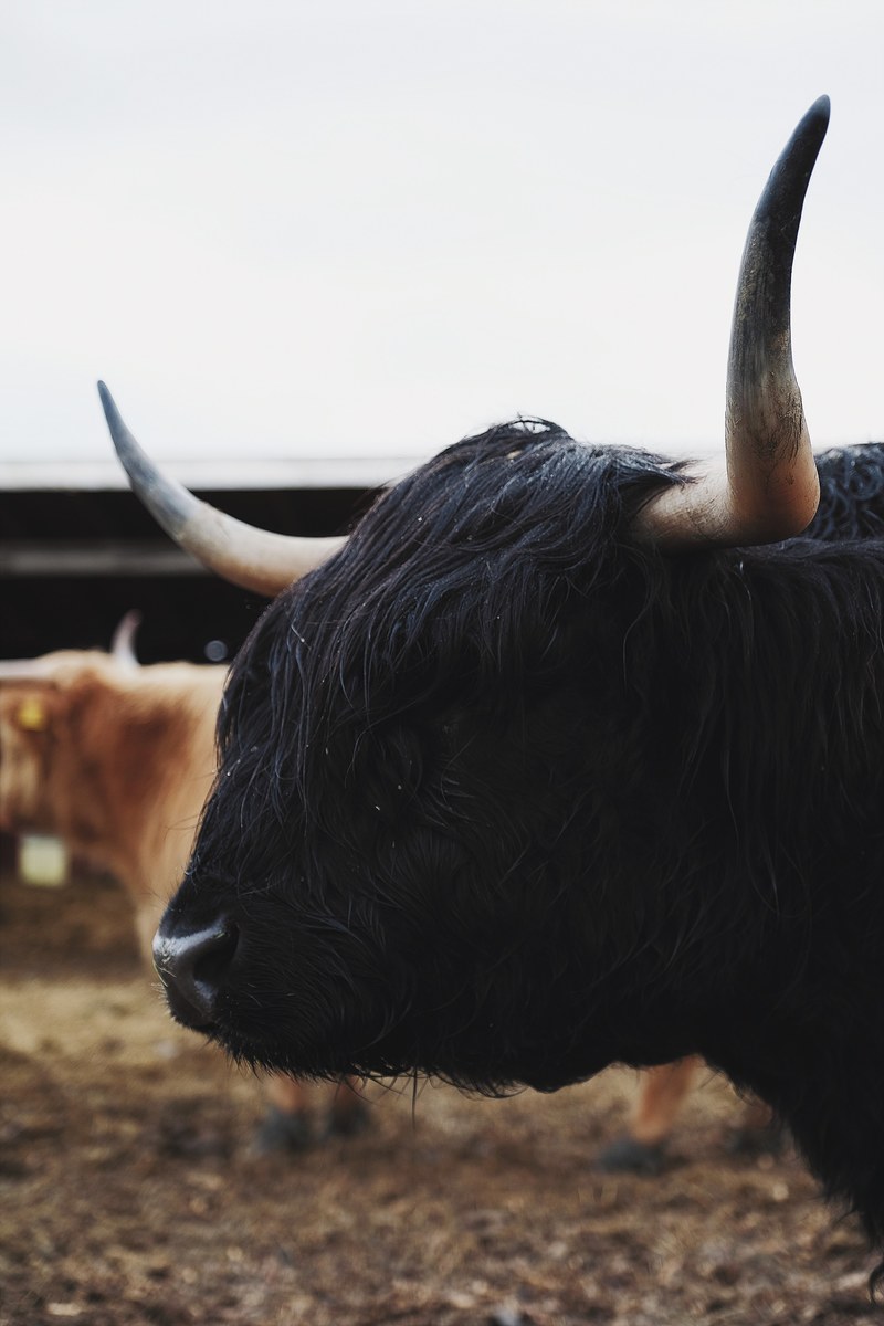 bull cow horns and farm hd, 4k