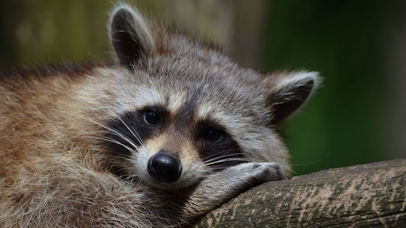 raccoon, snout, animal, lying, 4k