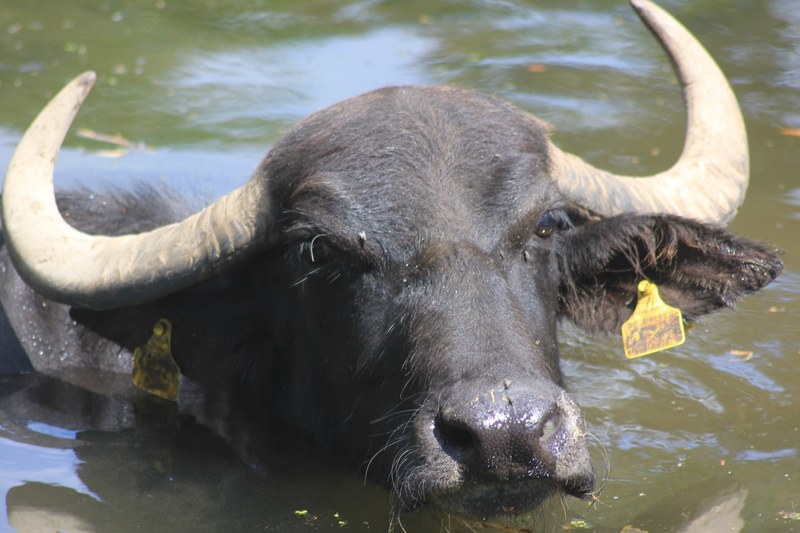ruminant old world buffalo water buffalo and bovid 4k