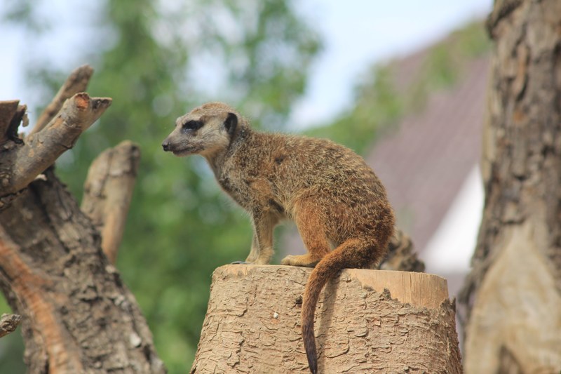 fox squirrel animal rodent and meerkat 4k