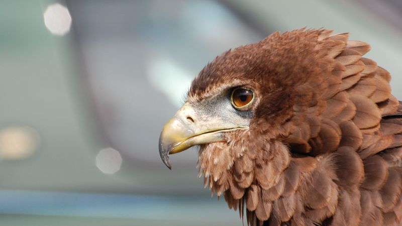 eagle, bird, predator, beak, 4k