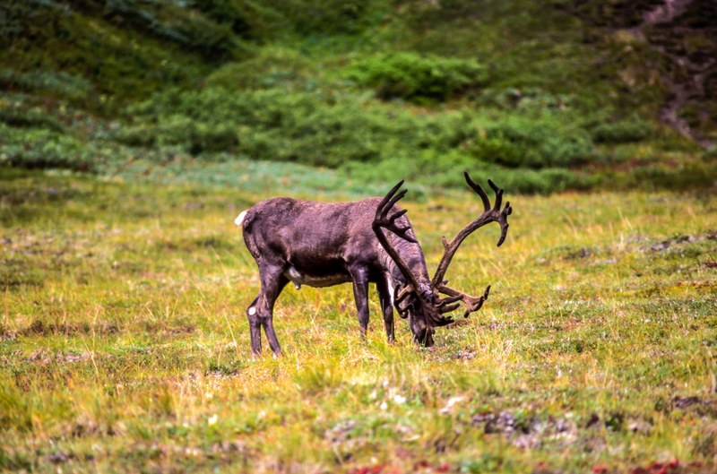 wilderness wildlife outdoor and grass 4k