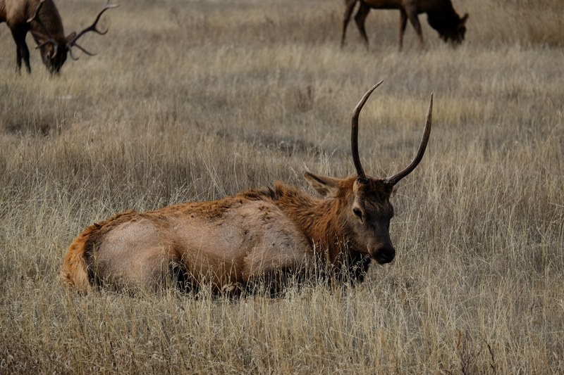 animal buffalo reindeer and antlers 4k