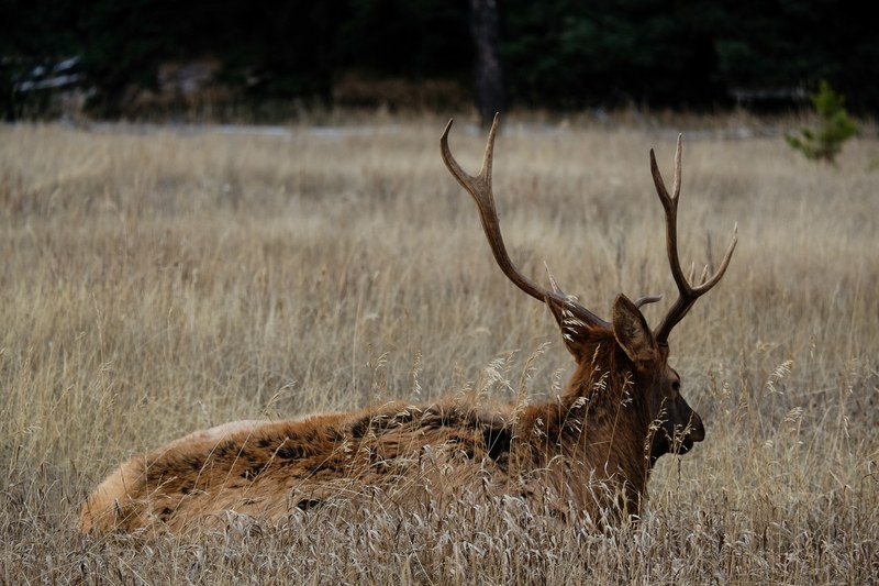 deer reindeer antler and stag 4k