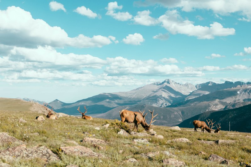 animal rocky mountain colorado and adventure 4k