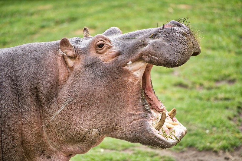 macro of a hippopotamus in an outdoor field yawning, yawning hippo 4k